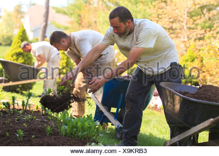 Landschaftsgärtner setzen Mulch von Schubkarren in einem Hause
