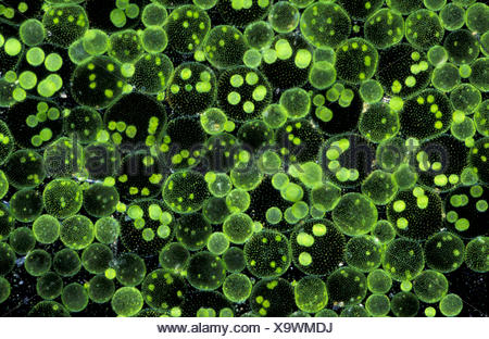 Volvox aureus, pflanzliche Plankton, Teich, Wasser, mikroskopischen