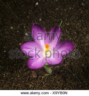 Joseph Von Eichendorff Die Blaue Blume Lyrics  English