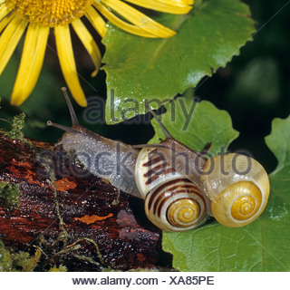WhiteLippe Gardensnail, WeißLippige Schnecke, GartenSchnecke