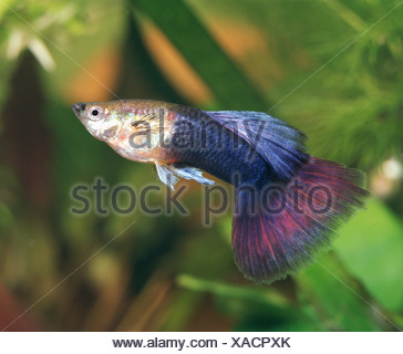 Guppy (Poecilia Reticulata, Lebistes Reticulatus, Lebistes Reticulata