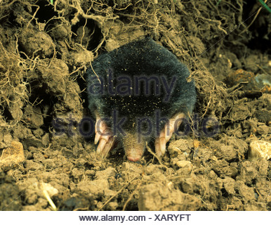 Ein Maulwurf Talpa Europaea unter Graswurzeln Stockfoto ...