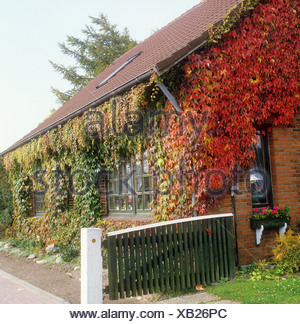 Efeu An Hauswand