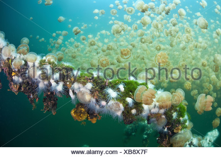 Endemische Anemonen ernähren sich von Quallen Mastigias, Entacmaea Medusivora, Mastigias Papua Etpisonii, Mikronesien, Palau