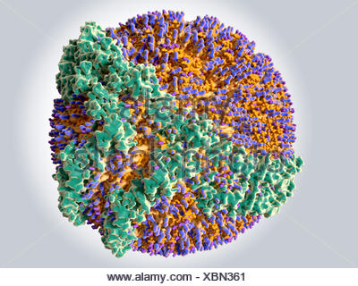 Lipoprotein A Erhöht Lipoprotein A Erhöht