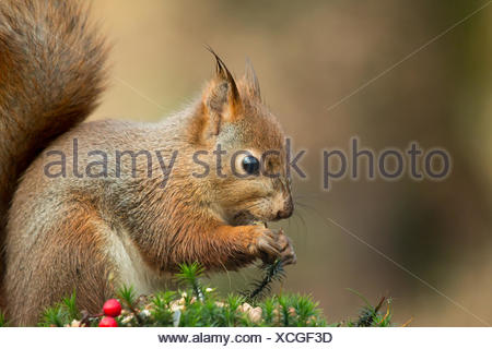 Feuchte Eichhörnchen