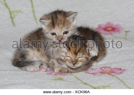 Katzen, junge, liegen, kleben, sauber, liebevoll, Bett, Tiere, Säugetiere, Haustiere, kleine Katzen, Felidae, zähmt, Haus Katze, Verhalten, Jungtier, Kätzchen, zwei Stück, zusammen, Geschwister, klein, kuscheln, lecken liebevoll, ungeschickt, unbeholfen, süß, gestreift, Liebe, Naht, lecken, müde, dösen, schlafen, Zuneigung, Zweisamkeit, junge Tiere, Tierbabys, innen,