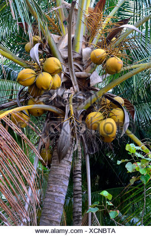 Kokospalme, Kokosnusspalme, auch-Palme (Cocos Nucifera), Pfanzengruppe ...