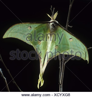 Indische Mondmotte Actias Selene Motte Hintergrundbeleuchtung vor einem dunklen Hintergrund