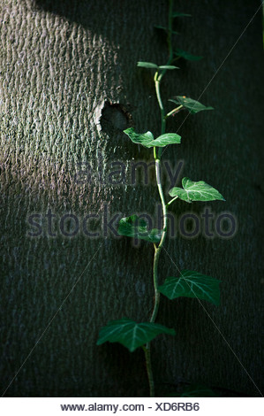 Gemeinsamen Efeu, Englisch Efeu (Hedera Helix) auf einem Baumstamm, Baden-Württemberg
