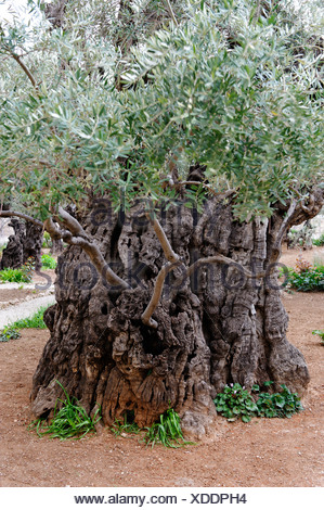 Alte Olivenbäume im Garten Getsemani am Ölberg in Jerusalem