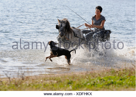 Frau mit six hund Eine Frau