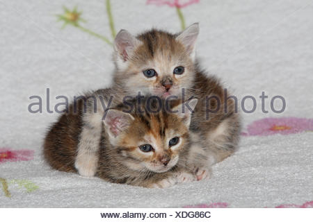 Katzen, junge, liegen, kuscheln, liebevoll, Bett, Tiere, Säugetiere, Haustiere, kleine Katzen, Felidae, zähmt, Haus Katze, Verhalten, Jungtier, Kätzchen, zwei Stück, zusammen, Geschwister, klein, kuscheln, umarmen liebevoll, ungeschickt, unbeholfen, süß, gestreift, Liebe, Naht, müde, dösen, Zuneigung, Zweisamkeit, junge Tiere, Tierbabys, innen,