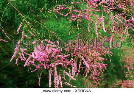 46+ Kleine Bäume Mit Rosa Blüten, 8 bäume mit rosa blüten für
