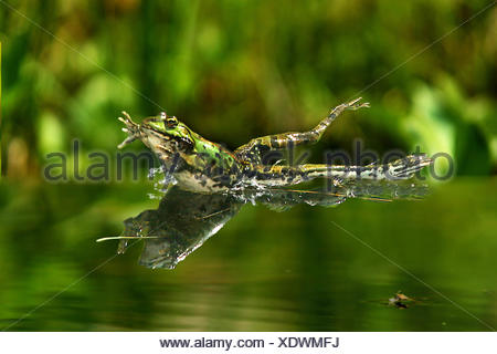 Essbarer Frosch Grüner Frosch (Rana esculenta), der im Sommer auf