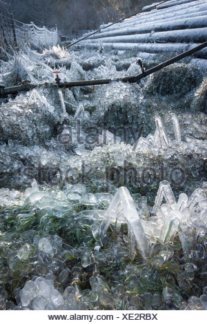 Gemeine Fichte (Picea Abies), Speicher für Protokolle eine nach einem