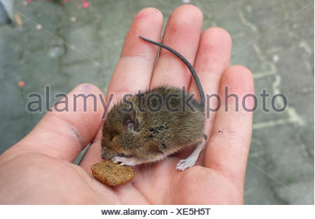 Waldmaus Apodemus Sylvaticus Essen Cache gemeinsame Walnuss Juglans