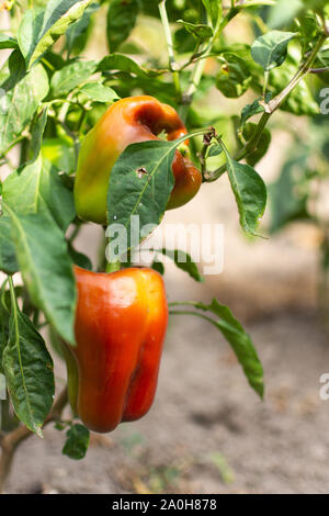 Camas de jardín con la maduración el pimiento morrón, orgánicos pepper bush Foto de stock