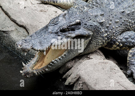 Cazador de Cocodrilos durmiendo en tierra durante el día Fotografía de  stock - Alamy