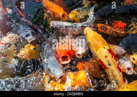Muchos coloridos peces koi durante la lactancia