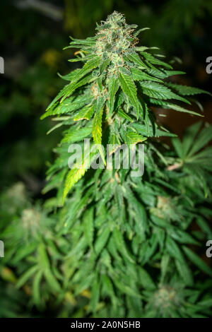 Cannabis sativa Foto de stock