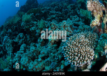 Coral duro, Acropora digitifera, Acroporidae, Sharm el Sheikh, Mar Rojo, Egipto Foto de stock