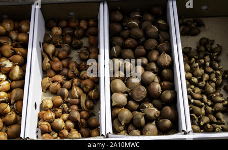 Las bombillas en un mercado, el detalle de las plantas y semillas