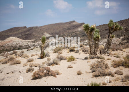 In der Wüste Región Barstow en Kalifornien mu. Foto de stock