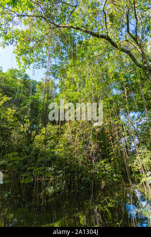 Selva brasileña al final de la temporada de lluvias en mayo, la Reserva de Desarrollo Sostenible Mamirauá, Río Japurá,Tefé, estado de Amazonas, Brasil, América Latina