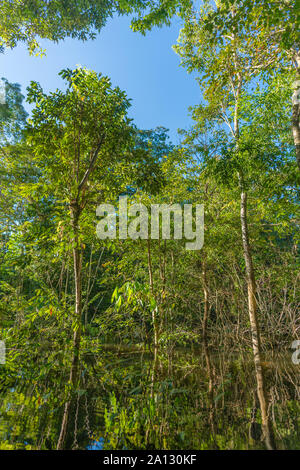 Selva brasileña al final de la temporada de lluvias en mayo, la Reserva de Desarrollo Sostenible Mamirauá, Río Japurá,Tefé, estado de Amazonas, Brasil, América Latina
