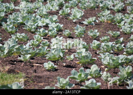Gran cosecha de verano las Cabbage Patch. Foto de stock