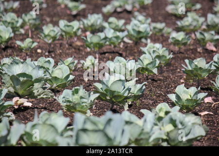 Gran cosecha de verano las Cabbage Patch. Foto de stock