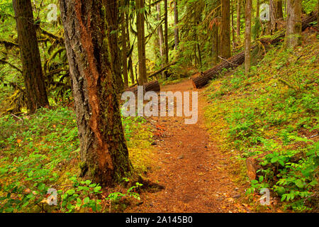 Brice Creek Trail, Umpqua National Forest, Oregón