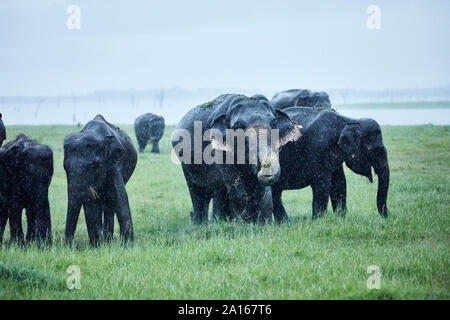 Elefantes indios en pastoreo Kaudulla Parque Nacional contra el cielo claro Foto de stock