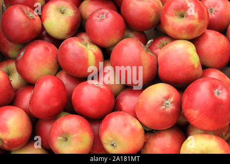 'Apple' Quarrendon Thoday's, manzanas, comer sano, comedores, comiendo manzanas, Malus domestica Foto de stock