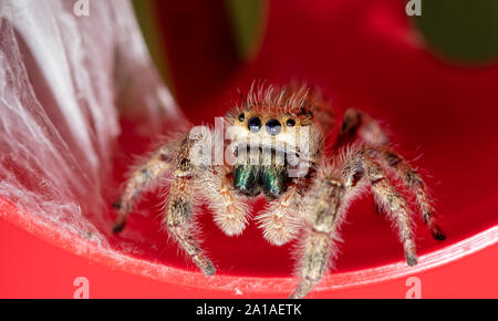 Hermosa hembra adulta Phidippus clarus jumping spider junto a su nido de seda con sus bebés albergados en ella, en la parte superior de un medidor de lluvia roja Foto de stock