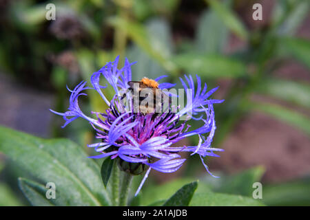 Bumblebee flotando sobre una flor morada Blossum - en primer plano