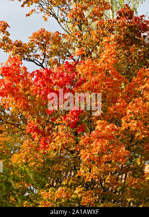 Un árbol de arce en colores de otoño. Las hojas se vuelven amarillas y rojas. Foto de stock
