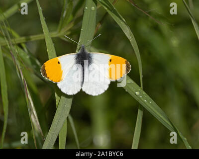 Punta naranja mariposa Anthocharis cardamines Norfolk primavera