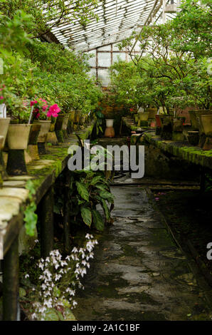 Rhododendron flores y plantas tropicales crecen en un invernadero vintage. Fondo floral.
