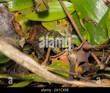 Blanchard's cricket rana, rana de árbol, de especies en su entorno natural de vegetación en la orilla de un estanque. Foto de stock