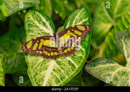 Siproeta stelenes (mariposas), malaquita, sentado sobre una hoja verde, y con las alas abiertas y fondo de hojas verdes Foto de stock