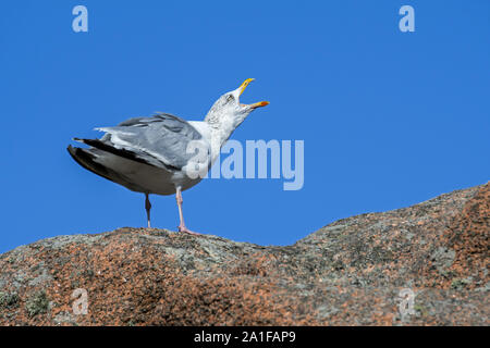 Unión gaviota argéntea (Larus argentatus) llamando desde rock a lo largo de la costa