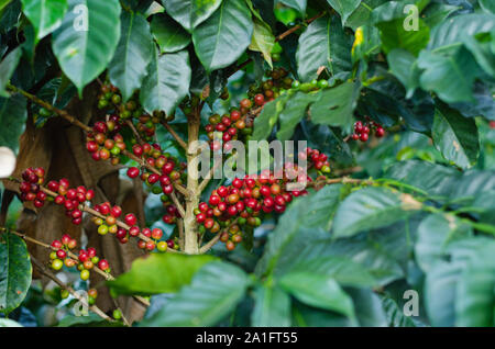 Rama de café con hojas y granos de café naturales. Dibujo de contorno