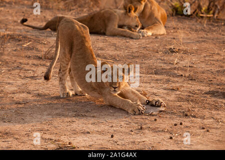 Cat yoga? Cachorro de león (ver los spots en sus piernas) hace un tramo completo, garras extendidas en la luz de la mañana, el Parque nacional Ruaha, Tanzania. Foto de stock