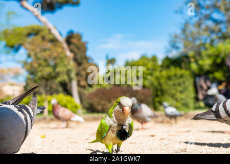 Modelo canario fotografías e imágenes de alta resolución - Alamy