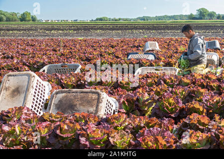 Hudsonville, Michigan - Trabajadores Cosecha roja lechuga de un campo en el oeste de Michigan.