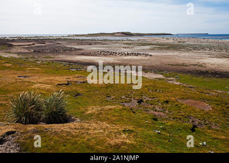 Mirando al oeste a través de la playa con pingüinos Pygoscelis papua en el fondo y Marram hierba ammophila arenaria en primer plano un león de mar Foto de stock