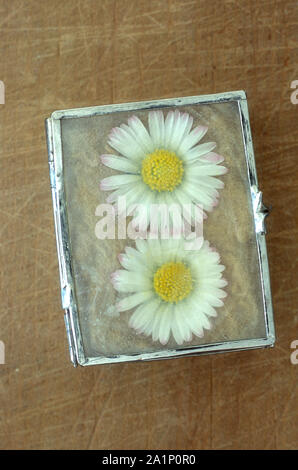 Pequeña caja con tapa de plástico transparente que contiene dos flowerheads de césped o daisy Bellis perennis