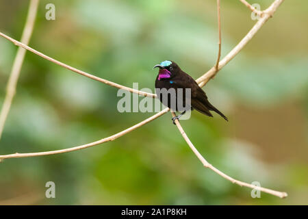 Macho negro amatista o Sunbird (Chalcomitra amethystina) encaramado en la rama, Kenya Foto de stock